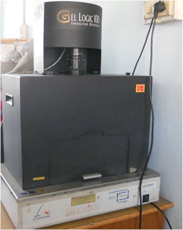 Gel Documentation System